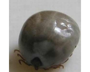 预防蜱虫咬伤应该注意