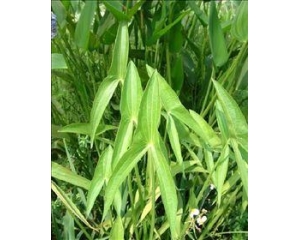 家中植物养水里